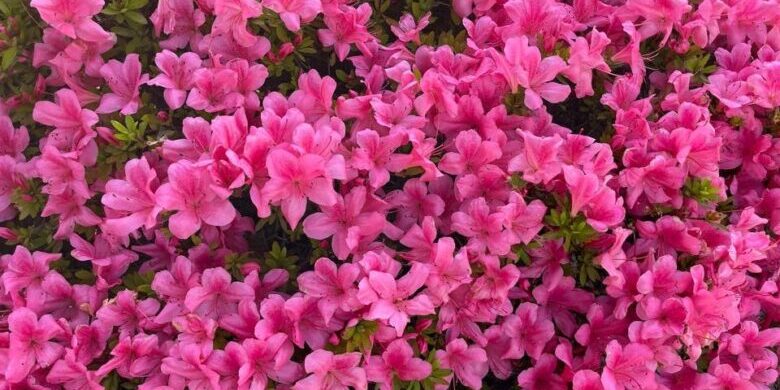 283345602_2841756489463679_2313025396778931761_n