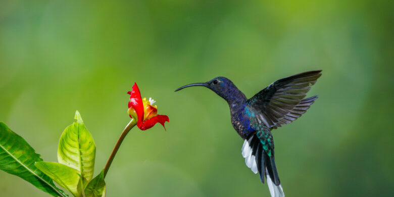 colibrì hummingbirds Costa Rica