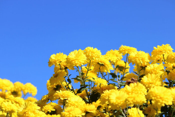 青空と黄色い菊