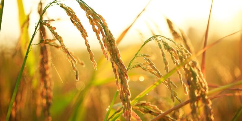 AdobeStock_230805778