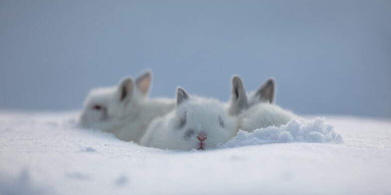 rabbit family, cute white rabbits in the snow