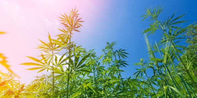 cannabis stretches into the sky / cannabis growing in the open air