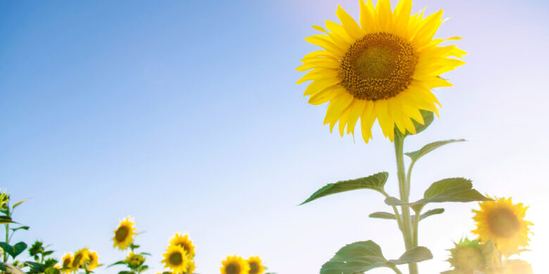 Beautiful young sunflower growing in a field on a sunny day. Agriculture and farming. Agricultural crops. Helianthus. Natural background. Yellow flower. Ukraine, Kherson region. Selective focus