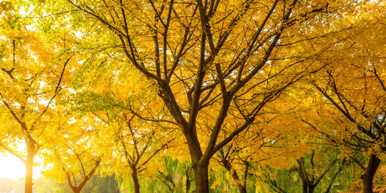 Beautiful yellow ginkgo tree in nature park,autumn landscape.