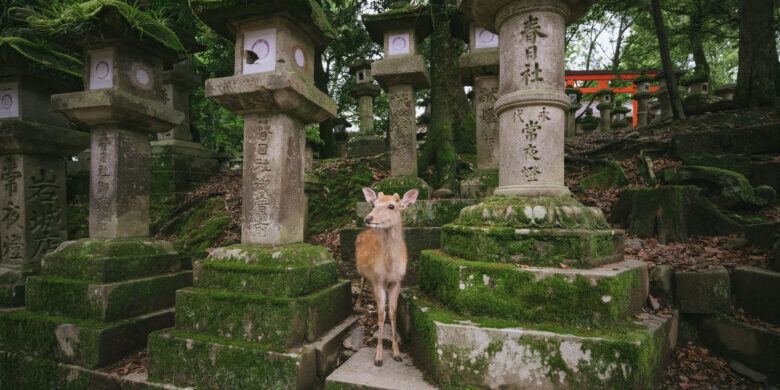 Wild deer in the park and Kasuga Shrine in Nara, Japan