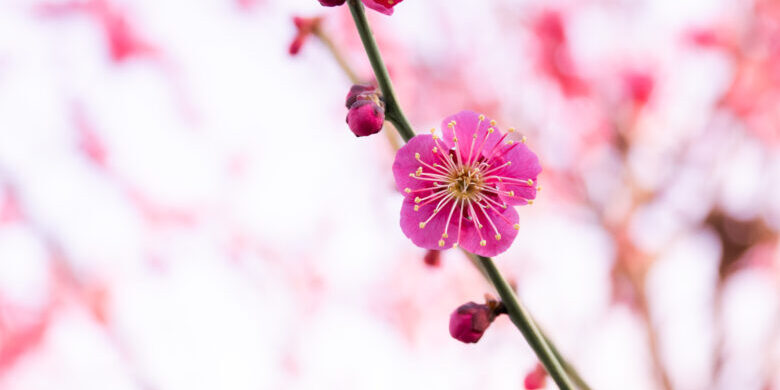 羽根木公園の梅の花