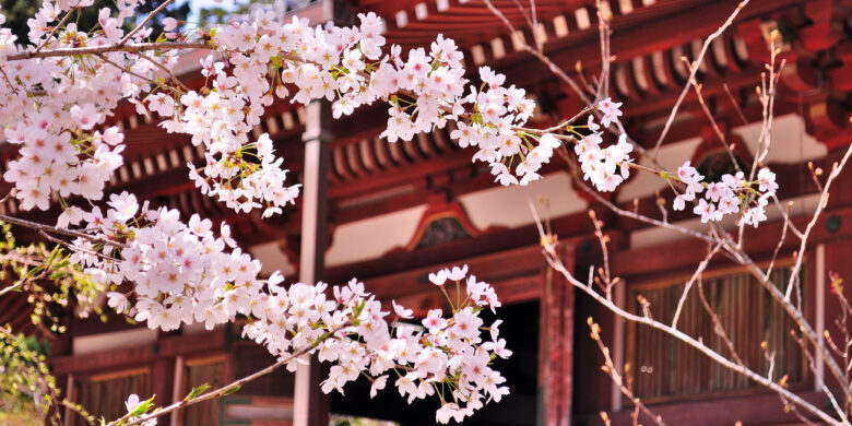 世界遺産京都醍醐寺の桜
