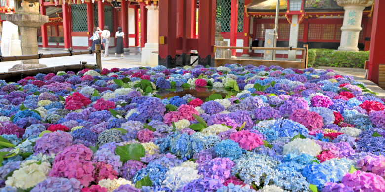 太宰府天満宮の花手水紫陽花